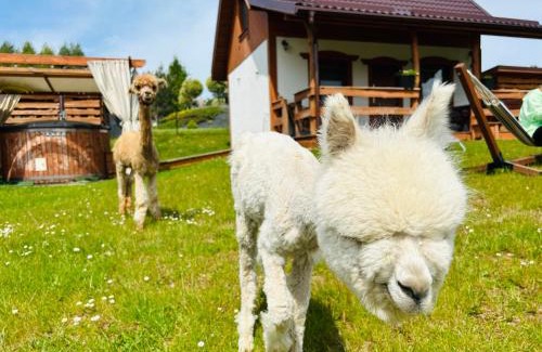 gmina Stezyca House | Domki Eden Kaszuby balia sauna alpaki mini zoo