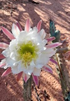 Cafayate Other | Domos del Viento