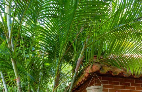Merida Cottage | DRAGONFLY country house with swimming pool and beautiful tropical garden