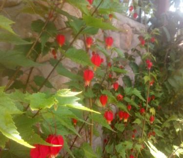 Urubamba Bed & Breakfast | EColodge Ccatan