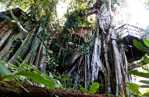Cahuita House | Enchanted Tree House experience with all the comforts!