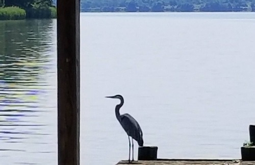 North East House | Enjoy Birdwatching from the Deck!