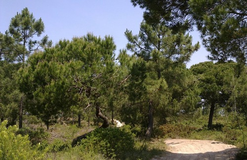 Meco House | Entre plage et pineède forest