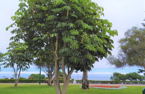 Magdalena del Mar Apartment | Eral Apartments San Isidro, cozy, quiet and close to the Malecon.
