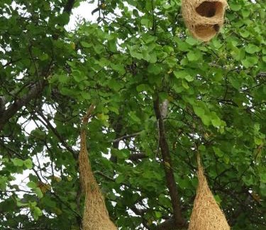 Buttala Cabin | Exciting Tree house and 2 Chalets, Spring valley farm stay Buttala, Okkampitiya