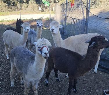 Montoro House | Experience Alpacas in Andalucia