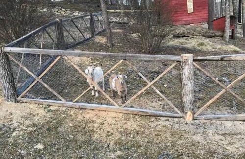 Sugar Grove House | Fairytale: Hot Tub & Trout Stream & Petting Zoo?