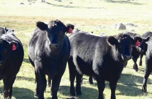 Hill Top Cabin | Family friendly farm retreat, only 10 mins from Jindabyne