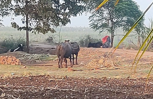 Pandharpur Other | Farmhouse for picknic , meditation, to enjoy heathly autmoshpere