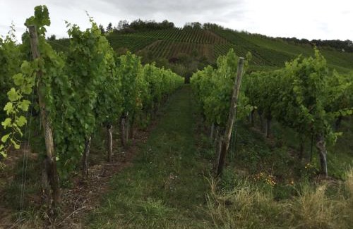 Ipsheim Apartment | Ferienwohnung Silvaner in fränkischer Weinregion