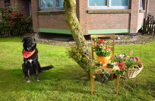 Neuharlingersiel Apartment | FEWO2 for families, also with a dog, view of the dike and a short walk to the beach