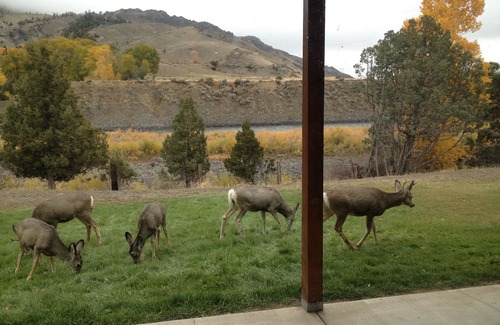 Gardiner Cabin | FIVE STAR CABIN ON YELLOWSTONE RIVER! THE GRIZZLY DEN CABIN on YNP Riverfront