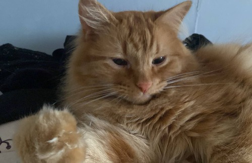 Puerto Natales House | For CAT LOVERS, a place to spend the night and take a bath.