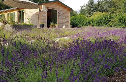 Muecke House | Forest time out by the lake