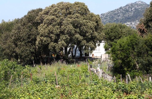 Kobas Apartment | Four bedroom apartment with terrace Cove Blaca, Mljet (A-615-a)