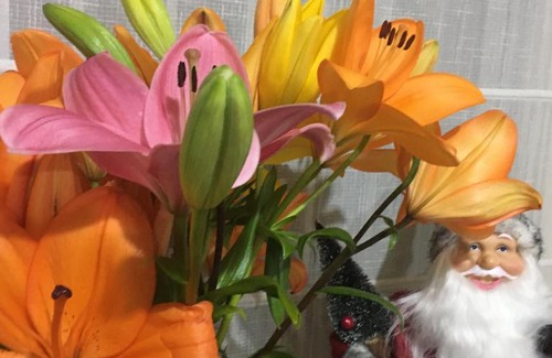 Temuco Bed & Breakfast | Fran&EmmaIII