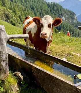 Buch in Tirol House | Gästehaus Hechenblaikner