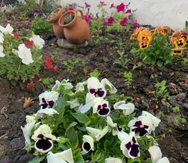 Bemparece Apartment | Garden Guest House