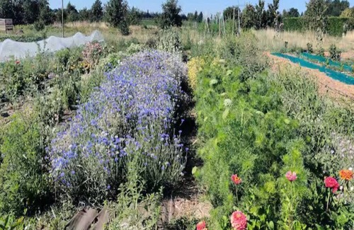 Saint-Marcel-les-Valence Cottage | Gîte at the Rougequeue organic farm, pets welcome