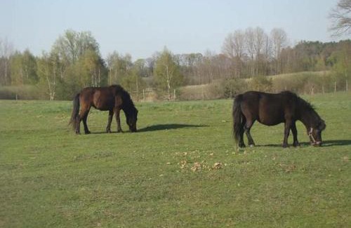 Gietrzwald House | Gospodarstwo Agroturystyczne Leśna Polanka