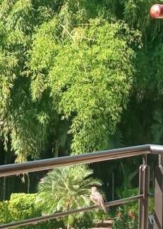 La Tebaida Apartment | Hermoso apartamento en la Tebaida, Quindío