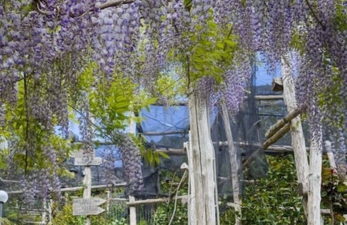 Minori House | HIBISCUS HOUSE ON THE LEMON TRAIL