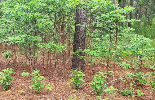 Grand Saline Cabin | Hidden in East Texas Piney Woods - Rustic Western Jail Cabin - Canton 1st Monday