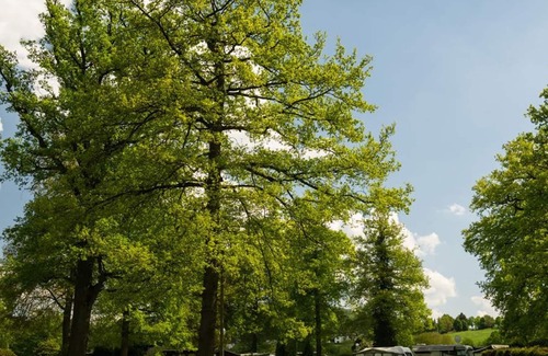 Mittelhof Apartment | Hiker's room 1 (2-bed room) - Camping in the Oak Forest Camping - Chalet - Mittelhof