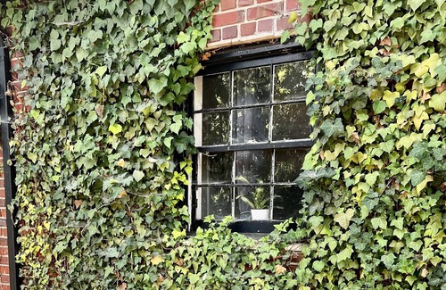 Gastonia House | Historic 20s Cottage sits under the breath taking oaks.