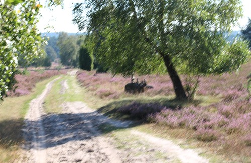 Toppenstedt House | Holiday house Toppenstedt for 4 - 8 persons with 3 bedrooms - Holiday home