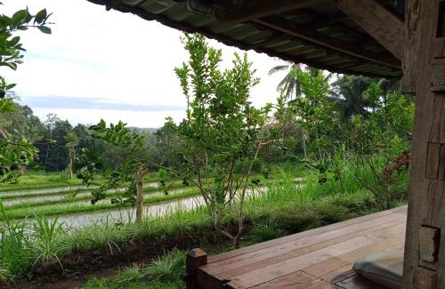 Kalipuro House | Homestay Ijen Lemon House