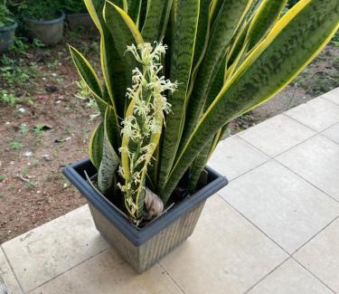 Veyangoda Apartment | HomeStay