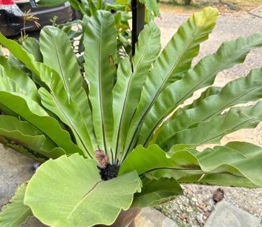 Wat Ket House | Huan Jaikaew Guesthouse