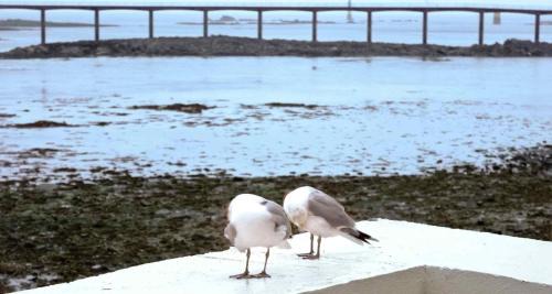 Roscoff Hotel | Ibis Roscoff