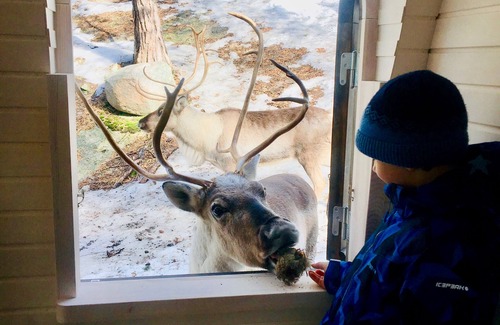Espoo Cabin | Igluhut sleeping with reindeer