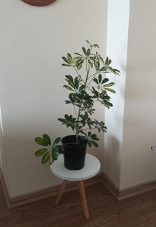 Temuco Apartment | kafi2,5