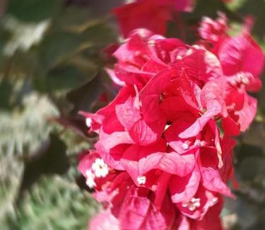 Hassilabied Hotel | Kasbah Mohayut