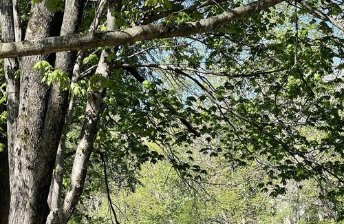 Canton Cottage | King Bed River Front Suite Cottage