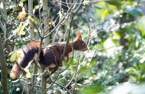 Doldersum House | Knus boshuisje middenin de natuur
