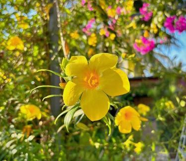 Long Ho House | LỌ LEM CINDERELLA HOMESTAY