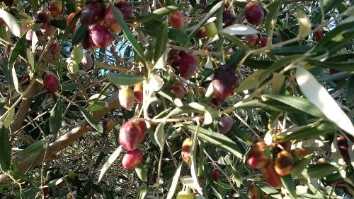 Uchaud Bed & Breakfast | L'Esperluette en Camargue