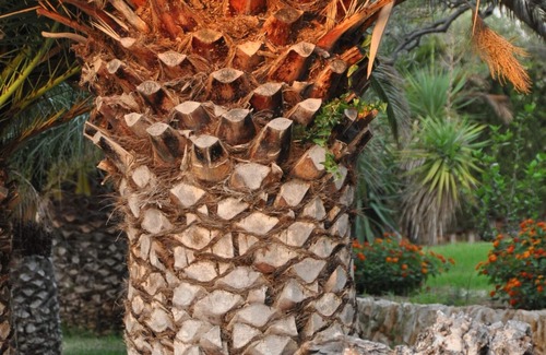 Costa Dorada House | La Cochera, in the palm garden, ideal in winter and summer
