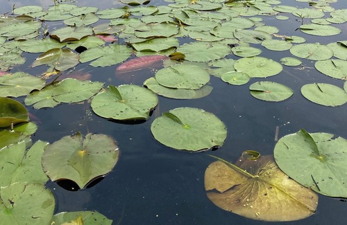 Dingmans Ferry House | Lake House Retreat- pedal boat, kayaking and fishing