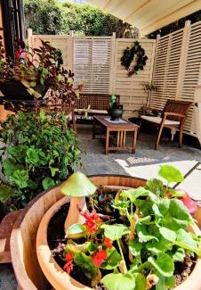 Mango House | Le rose di Mapi