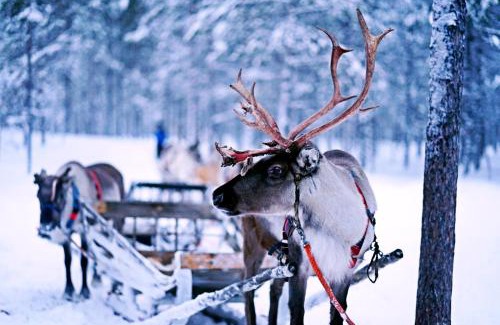 Posio Resort | Livo Arctic Resort