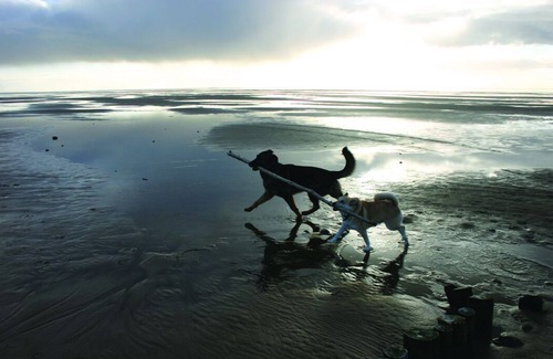 Sønderstrand Cabin | Log cabin in the resort with horse stables on the Wadden Sea