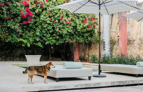 Centro Villa | Luxury Villa for big groups in Downtown Mérida