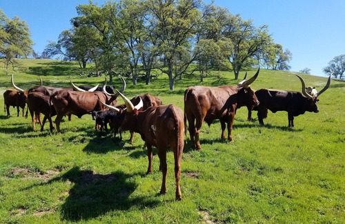 Friant Other | Madera Ranch - Movie Filming Opportunity - Minimum Use is 32 days or longer