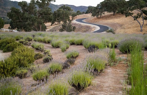 Lake Nacimiento House | Majestic 3 Bed, 2 story loft/majestic farm in Paso Robles