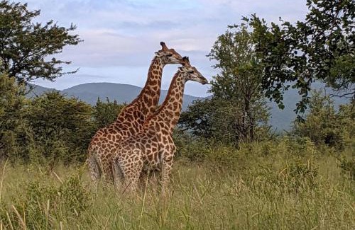 Ngomane Cabin | Mbuluzi Game Reserve